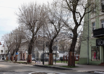 200 nowych klonów w miejsce starych w Zduńskiej Woli