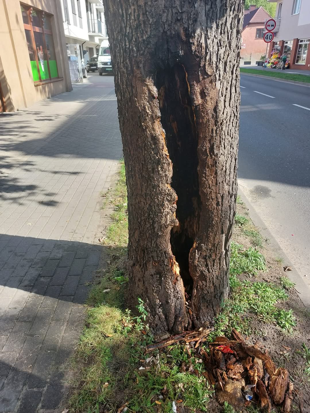 200 nowych klonów w miejsce starych w Zduńskiej Woli 2 fot. UM Zdunska Wola 2
