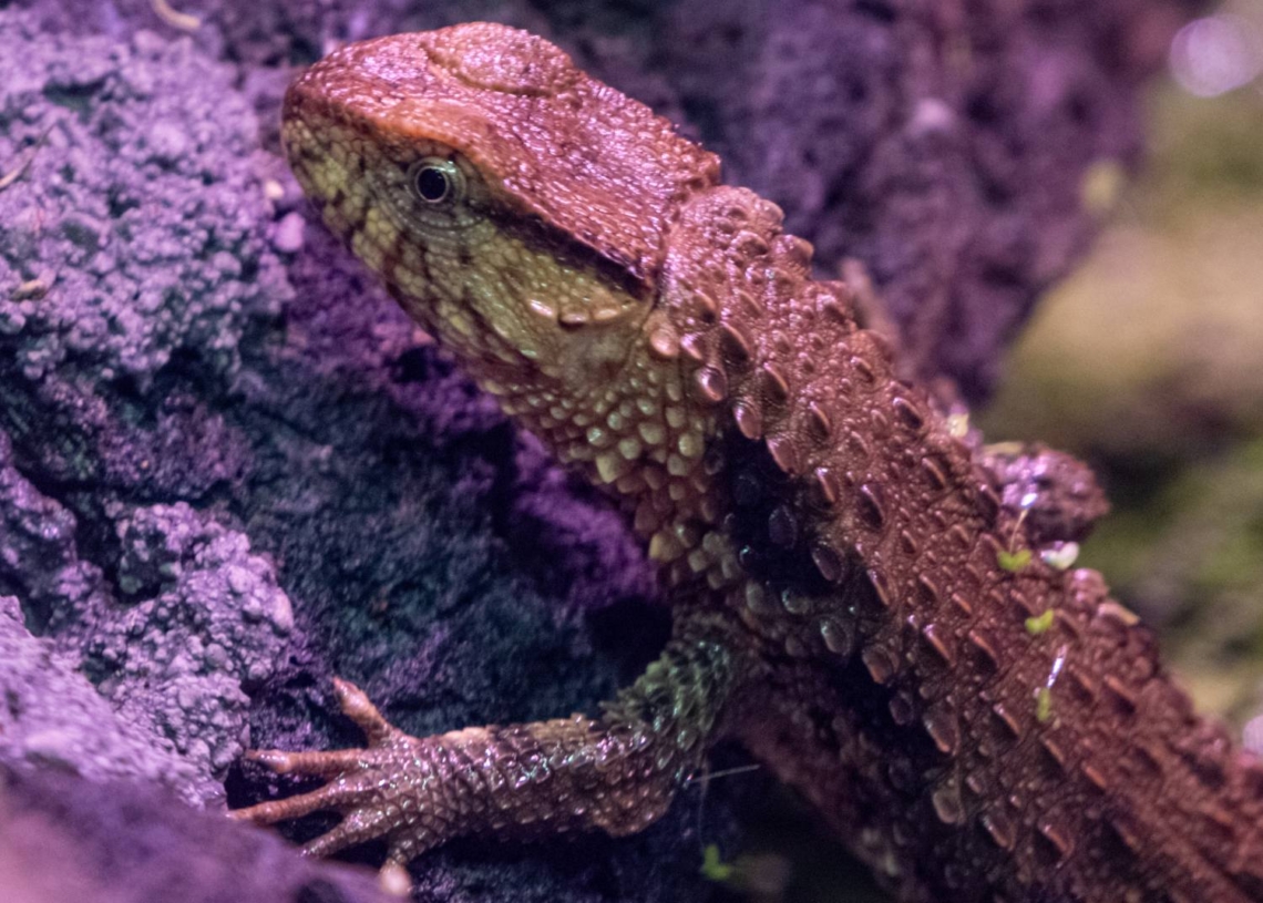 Nowi, egzotyczni mieszkańcy łódzkiego zoo – świat rzadkich gatunków na wyciągnięcie ręki
