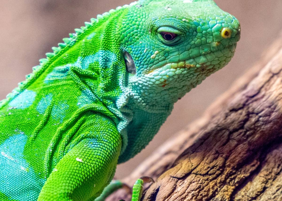 Nowi, egzotyczni mieszkańcy łódzkiego zoo – świat rzadkich gatunków na wyciągnięcie ręki