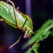 Nowi, egzotyczni mieszkańcy łódzkiego zoo – świat rzadkich gatunków na wyciągnięcie ręki 6 Nowi, egzotyczni mieszkańcy łódzkiego zoo – świat rzadkich gatunków na wyciągnięcie ręki