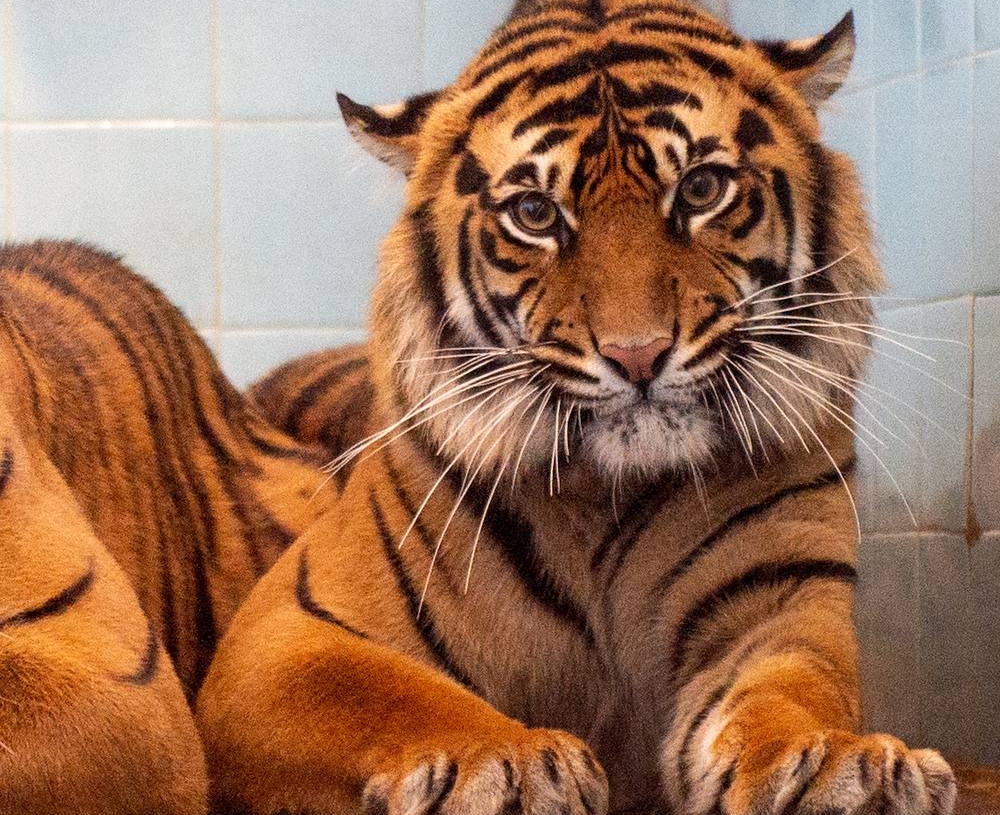 Nowe mieszkanki łódzkiego ZOO. To dwie tygrysice sumatrzańskie 1 Nowe mieszkanki łódzkiego ZOO. To dwie tygrysice sumatrzańskie