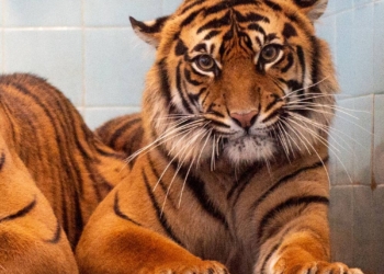Nowe mieszkanki łódzkiego ZOO. To dwie tygrysice sumatrzańskie