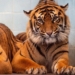 Nowe mieszkanki łódzkiego ZOO. To dwie tygrysice sumatrzańskie