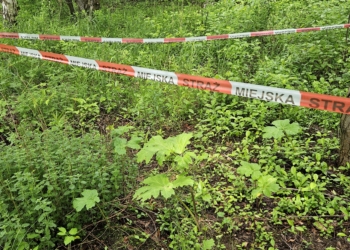 Mieszkańcy Andrzejowa prosili o wycięcie trującego Barszczu Sosnowskiego. "Interweniujemy od 7 lat" 5 Mieszkańcy Andrzejowa prosili o wycięcie trującego Barszczu Sosnowskiego