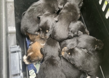 Szczeniaki bez opieki na opuszczonej posesji. Pomogli policjanci i pracownicy schroniska 1 Szczeniaki bez opieki na opuszczonej posesji. Pomogli policjanci i pracownicy schroniska