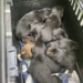 Szczeniaki bez opieki na opuszczonej posesji. Pomogli policjanci i pracownicy schroniska 7 Szczeniaki bez opieki na opuszczonej posesji. Pomogli policjanci i pracownicy schroniska