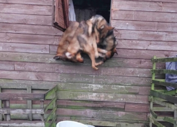 9 martwych psów na jednej z posesji w Piątku. Ruszył proces w drastycznej sprawie