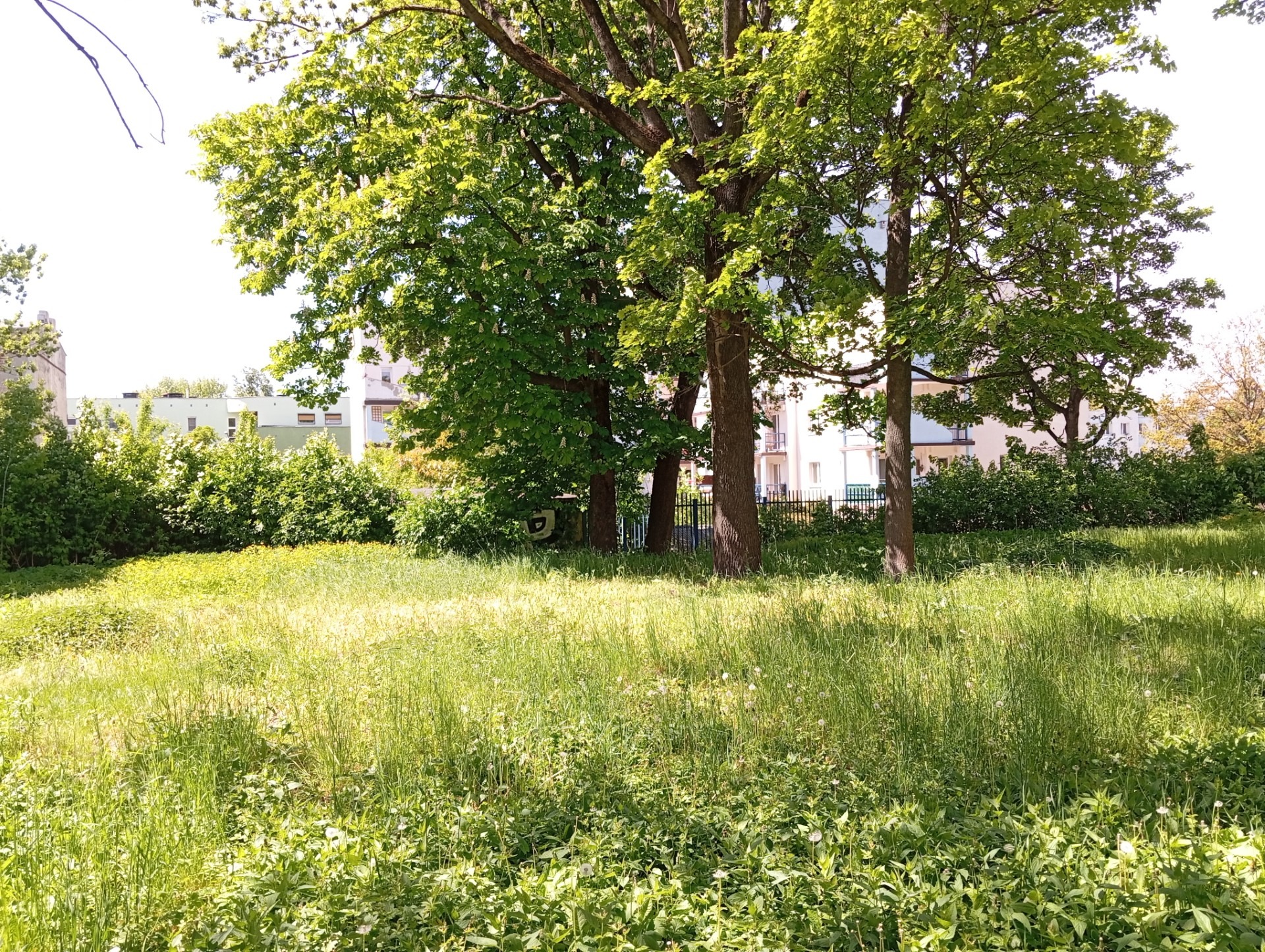 Drzewa w centrum Łodzi są podtruwane? Mieszkańcy stworzyli petycję 2 Drzewa w centrum Łodzi są podtruwane? Mieszkańcy stworzyli petycję