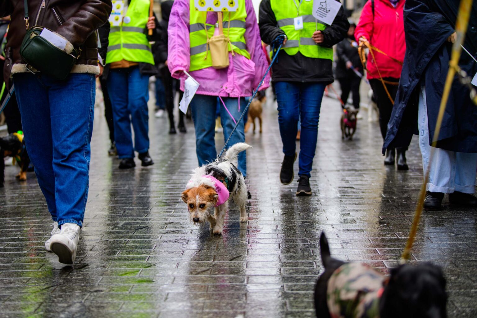 Parada Kundelkow ulica Piotrkowska Fot Sebastian Szwajkowski 16