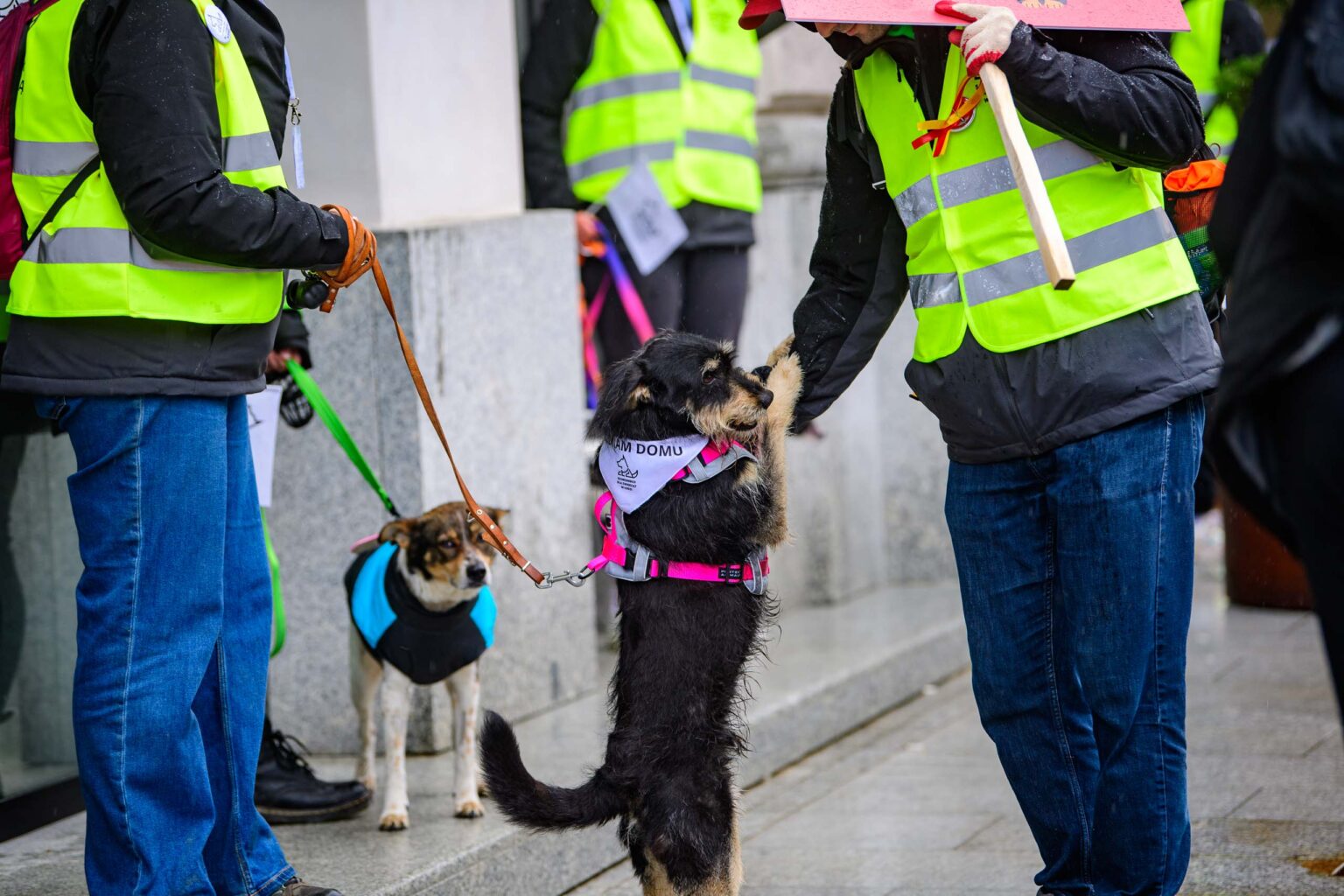 Parada Kundelkow ulica Piotrkowska Fot Sebastian Szwajkowski 17