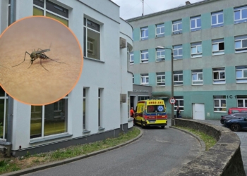 Zgierski szpital walczy z plagą komarów. "To odwieczny problem"