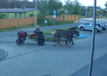 Nietypowa sytuacja w Poddębicach. Mężczyzna wjechał na parking komendy policji... powozem konnym [WIDEO]