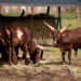 ZOO Borysew stawia na rozwój. Dzięki dofinansowaniu będzie działać cały rok 7 ZOO Borysew stawia na rozwój. Dzięki dofinansowaniu będzie działać cały rok