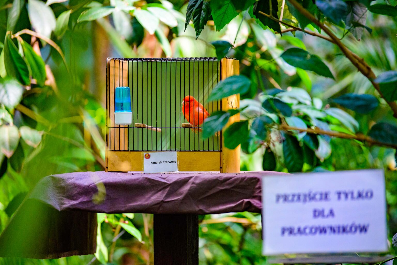Wystawa ptakow egzotycznych w Palmiarni Fot Sebastian Szwajkowski 16
