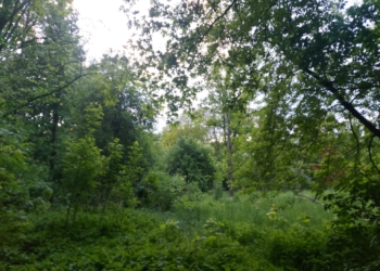 Ochrońmy dolinę rzeki Jasień, powiększmy park Widzewski. Mieszkańcy Łodzi zbierają podpisy pod petycją