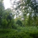 Ochrońmy dolinę rzeki Jasień, powiększmy park Widzewski. Mieszkańcy Łodzi zbierają podpisy pod petycją