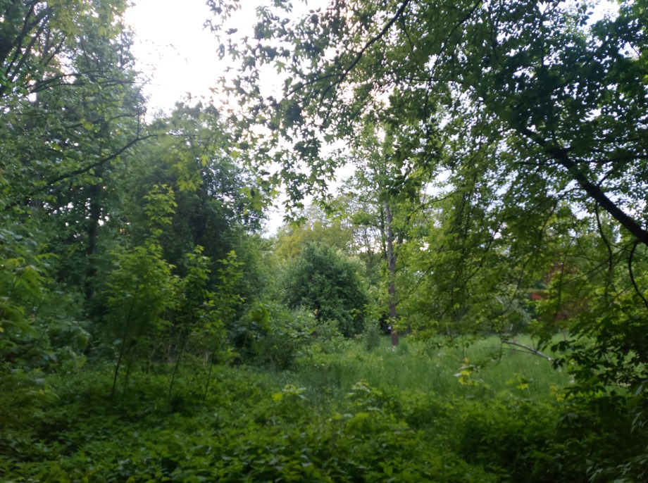 Ochrońmy dolinę rzeki Jasień, powiększmy park Widzewski. Mieszkańcy Łodzi zbierają podpisy pod petycją
