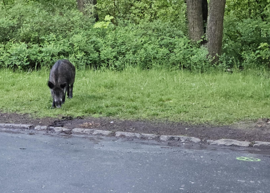 Ponad 8 zgłoszeń o dzikach dziennie. Łódź szykuje nowy sposób na nagłe interwencje 1 Dzik w Łodzi