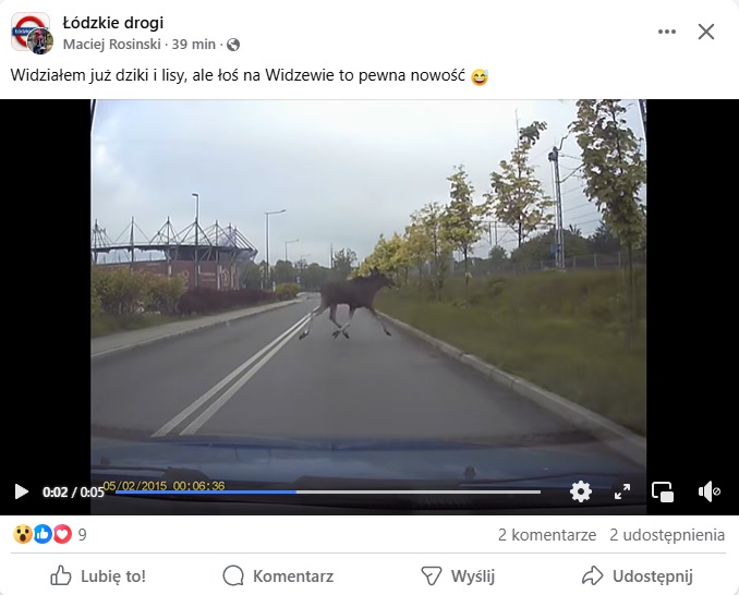 Duże zwierzę na Widzewie. Oczom kierowcy ukazał się łoś. „Pewna nowość” 1 Duże zwierzę na Widzewie - łoś na ul. Włodzimierza Smolarka