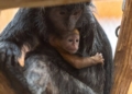lutung jawajski mlode1 1