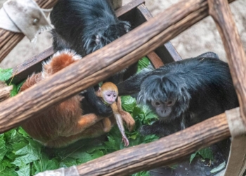 W Orientarium Zoo Łódź urodziła się rzadka małpka. To lutung jawajski [ZDJĘCIA]