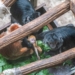 W Orientarium Zoo Łódź urodziła się rzadka małpka. To lutung jawajski [ZDJĘCIA]