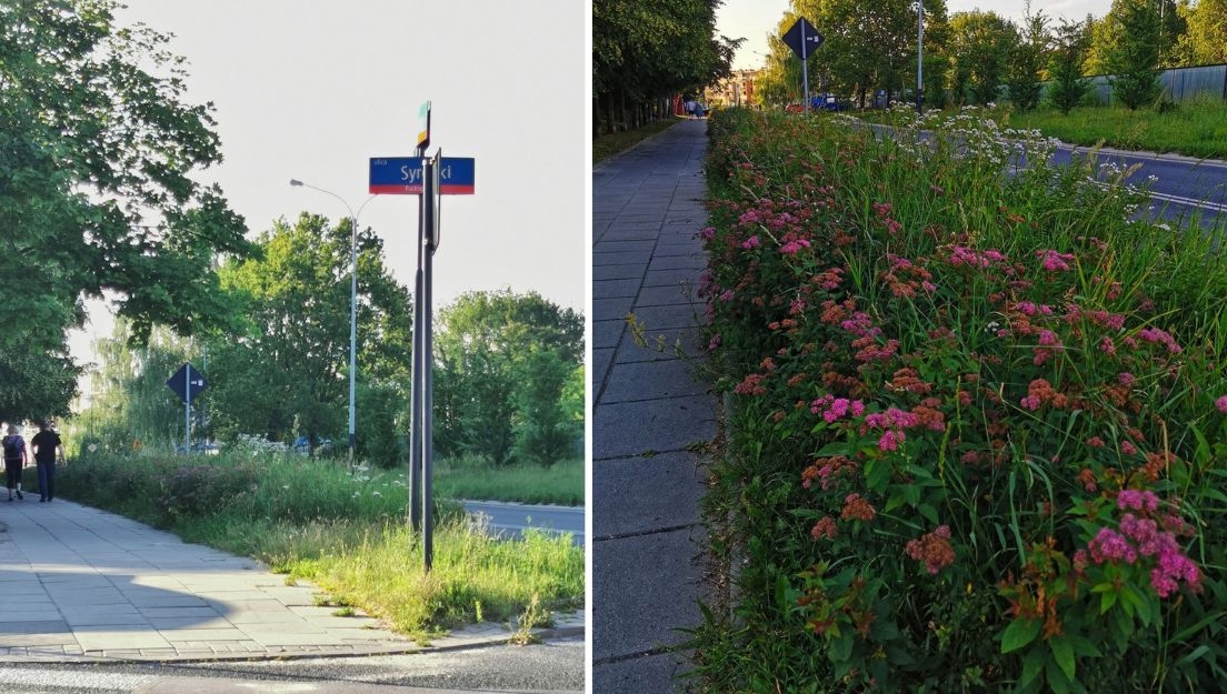 Łodzianie skarżą się na wysoką trawę w mieście