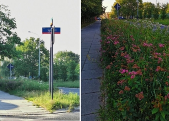 Łodzianie skarżą się na wysoką trawę w mieście