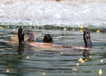 Pierwszy Zlot Fanów Kapibary już jutro w łódzkim ZOO Orientarium