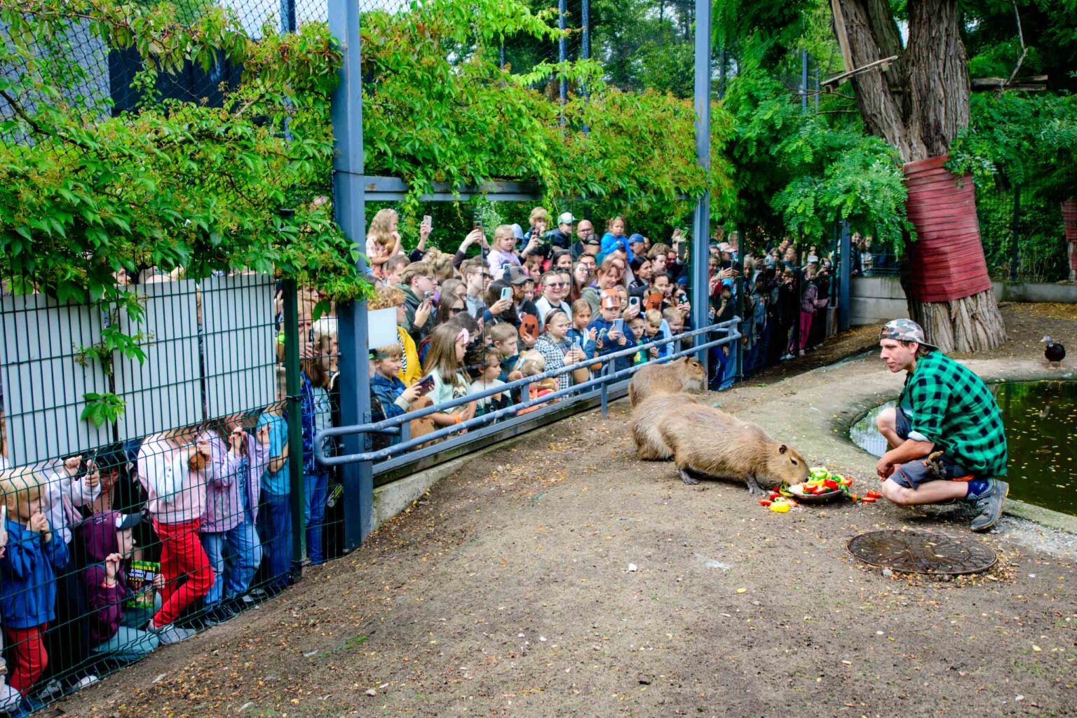 Dzień Kapibary w łódzkim zoo Fot Sebastian Szwajkowski_1 Dzien Kapibary w lodzkim zoo Fot Sebastian Szwajkowski 1