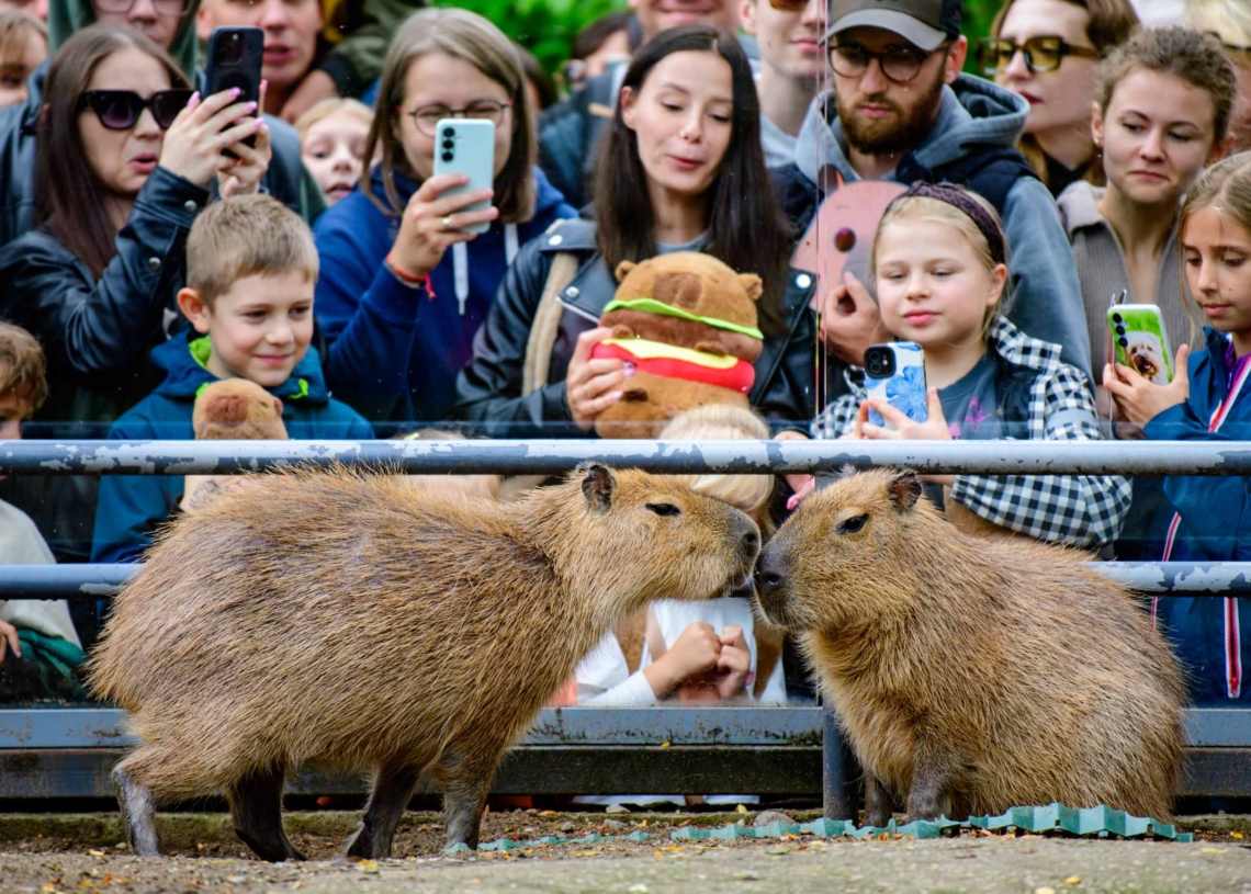 „Są urocze i popularne”. Pierwszy w Polsce Zlot Fanów Kapibary w łódzkim Orientarium [ZDJĘCIA]
