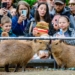 „Są urocze i popularne”. Pierwszy w Polsce Zlot Fanów Kapibary w łódzkim Orientarium [ZDJĘCIA]