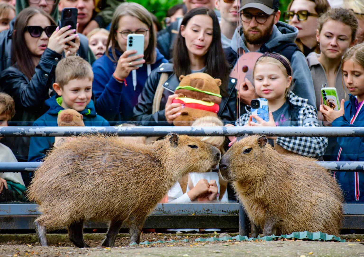 Dzień Kapibary w łódzkim zoo Fot Sebastian Szwajkowski_15 Dzien Kapibary w lodzkim zoo Fot Sebastian Szwajkowski 15