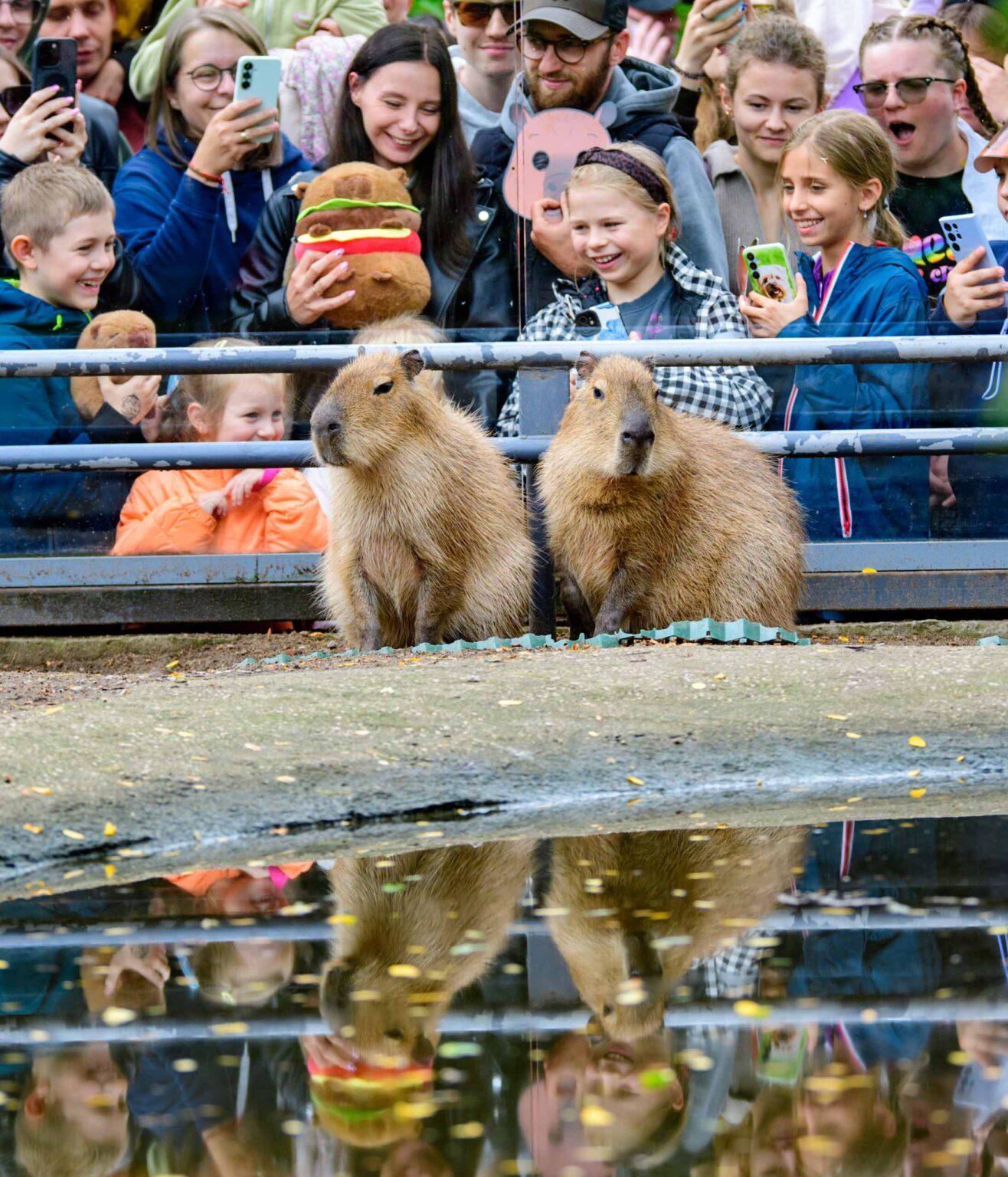 Dzień Kapibary w łódzkim zoo Fot Sebastian Szwajkowski_17 Dzien Kapibary w lodzkim zoo Fot Sebastian Szwajkowski 17
