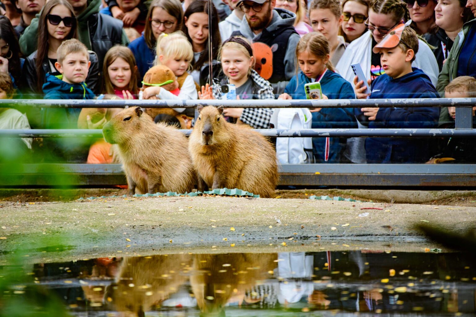 Dzień Kapibary w łódzkim zoo Fot Sebastian Szwajkowski_18 Dzien Kapibary w lodzkim zoo Fot Sebastian Szwajkowski 18