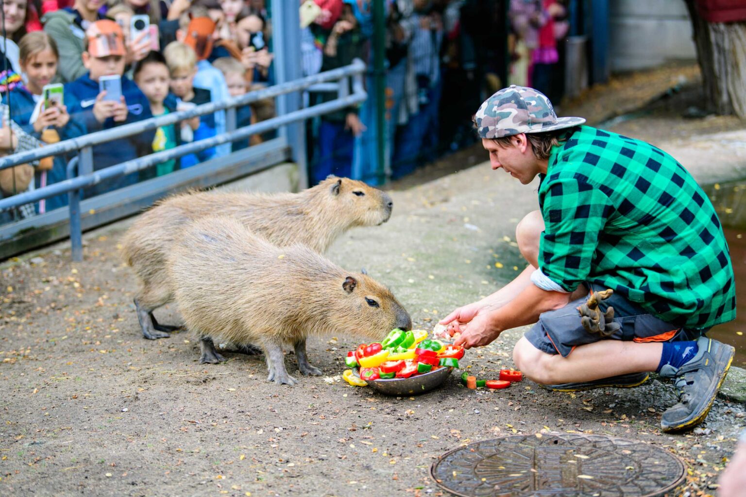 Dzień Kapibary w łódzkim zoo Fot Sebastian Szwajkowski_19 Dzien Kapibary w lodzkim zoo Fot Sebastian Szwajkowski 19