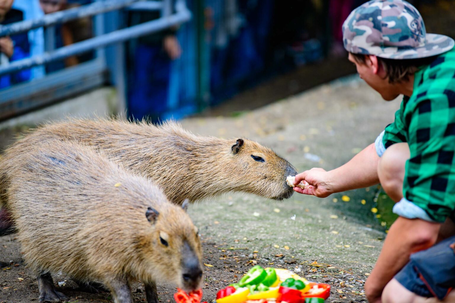 Dzień Kapibary w łódzkim zoo Fot Sebastian Szwajkowski_20 Dzien Kapibary w lodzkim zoo Fot Sebastian Szwajkowski 20