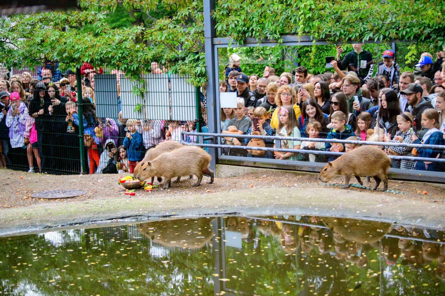 Dzien Kapibary w lodzkim zoo Fot Sebastian Szwajkowski 23