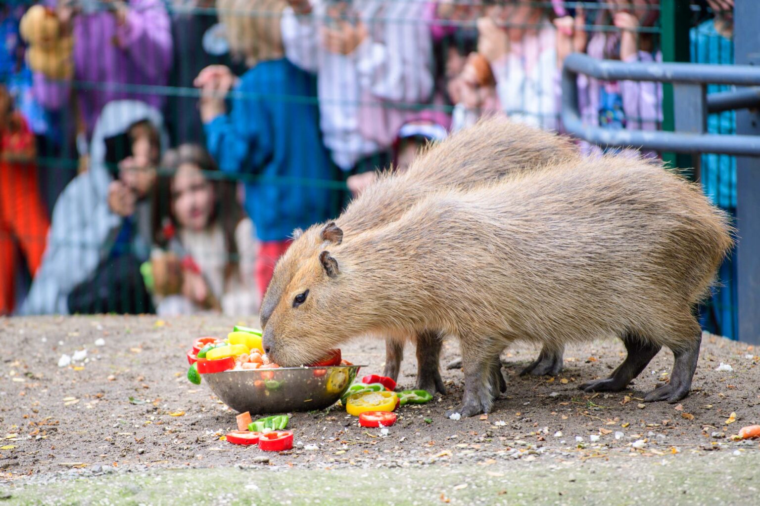 Dzień Kapibary w łódzkim zoo Fot Sebastian Szwajkowski_24 Dzien Kapibary w lodzkim zoo Fot Sebastian Szwajkowski 24