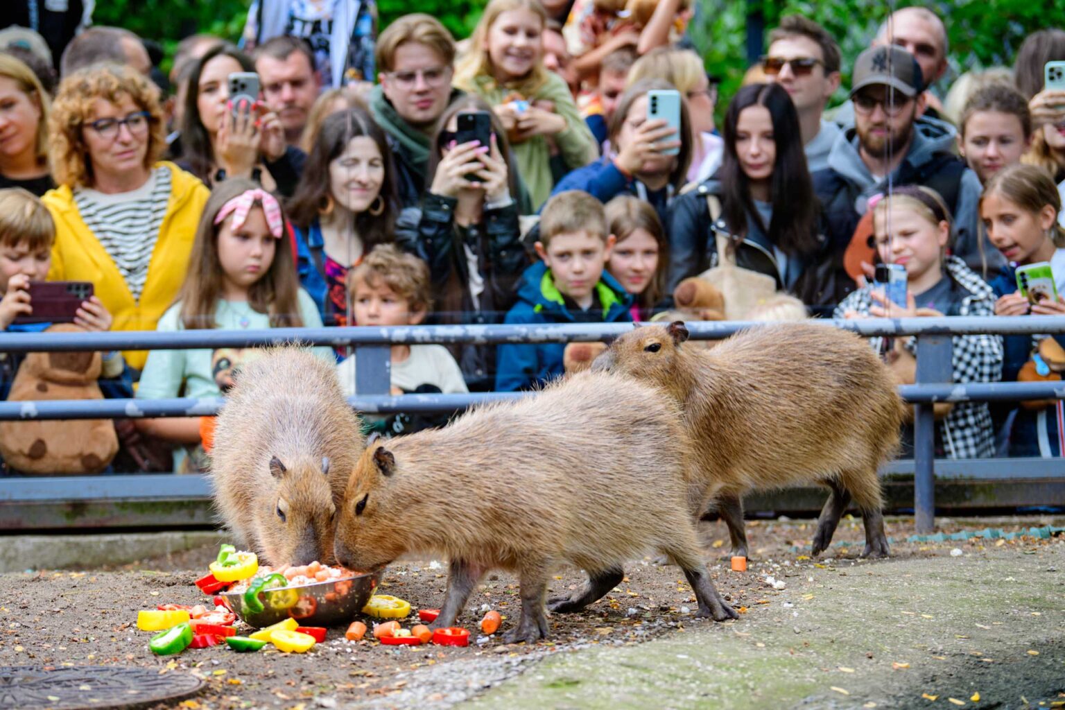 Dzień Kapibary w łódzkim zoo Fot Sebastian Szwajkowski_25 Dzien Kapibary w lodzkim zoo Fot Sebastian Szwajkowski 25