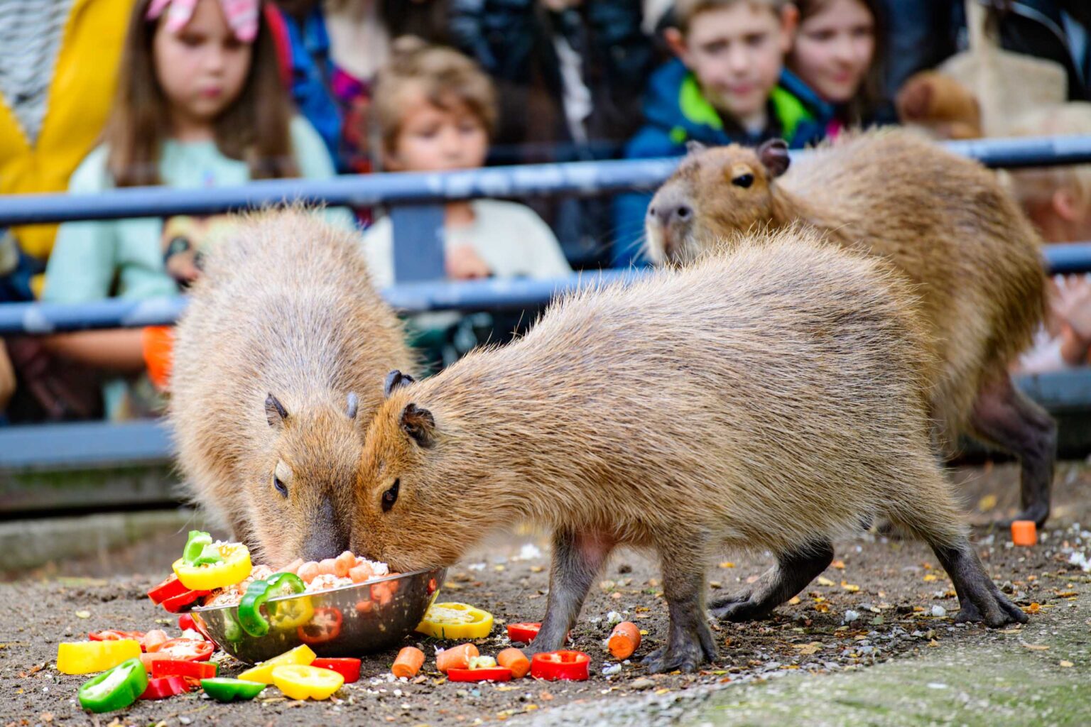 Dzień Kapibary w łódzkim zoo Fot Sebastian Szwajkowski_26 Dzien Kapibary w lodzkim zoo Fot Sebastian Szwajkowski 26