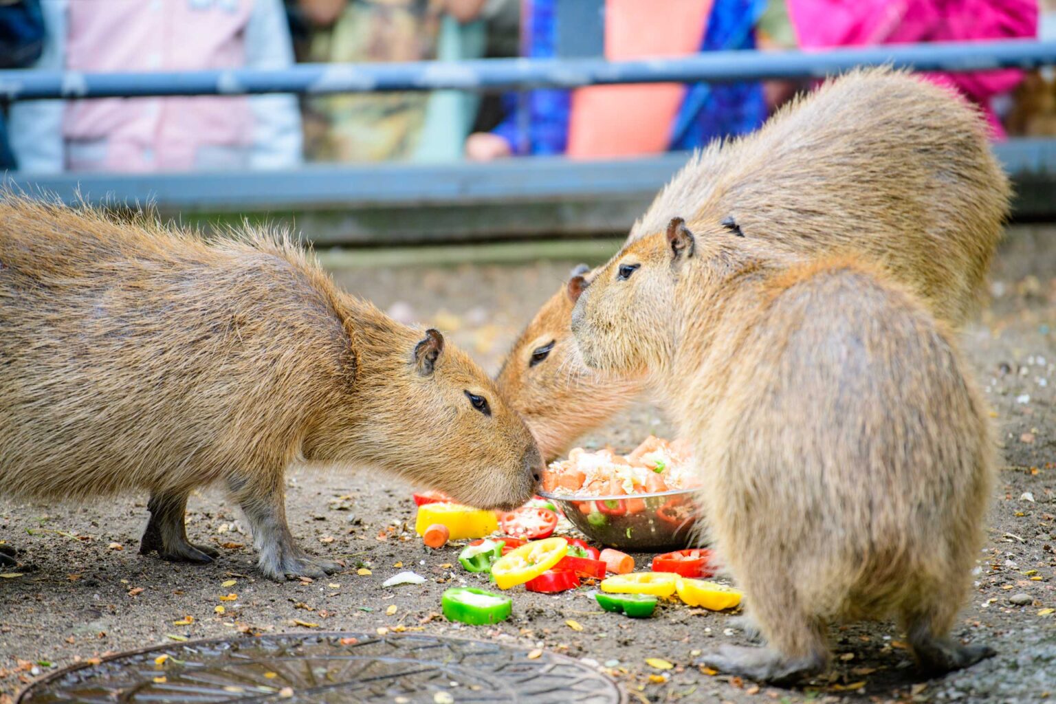 Dzień Kapibary w łódzkim zoo Fot Sebastian Szwajkowski_27 Dzien Kapibary w lodzkim zoo Fot Sebastian Szwajkowski 27