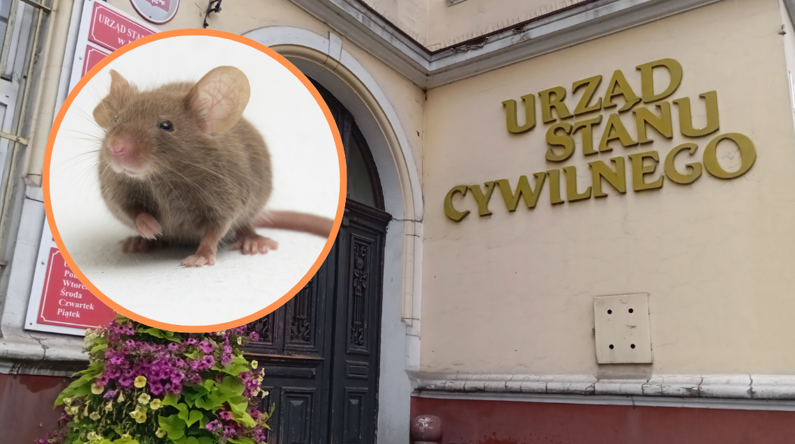 W pabianickim Urzędzie Miasta grasują... myszy. "Potrzebny jest kompleksowy remont budynku" 1 W pabianickim Urzędzie Miasta grasują... myszy. "Potrzebny jest kompleksowy remont budynku"