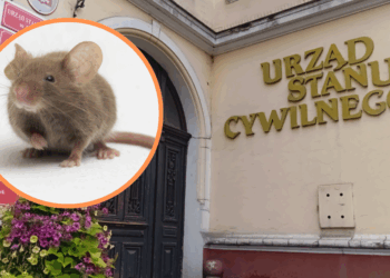 W pabianickim Urzędzie Miasta grasują... myszy. "Potrzebny jest kompleksowy remont budynku" 10 W pabianickim Urzędzie Miasta grasują... myszy. "Potrzebny jest kompleksowy remont budynku"
