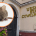 W pabianickim Urzędzie Miasta grasują... myszy. "Potrzebny jest kompleksowy remont budynku" 10 W pabianickim Urzędzie Miasta grasują... myszy. "Potrzebny jest kompleksowy remont budynku"
