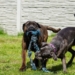 Masz głos. Cane Corso, nie dla każdego! [PODCAST]