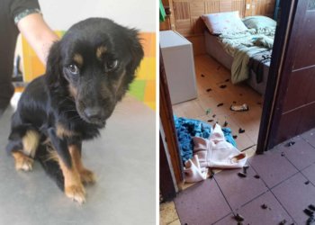 Dwa psy zamknięte w domu, pozbawione jedzenia. Właścicielka wyjechała na wakacje
