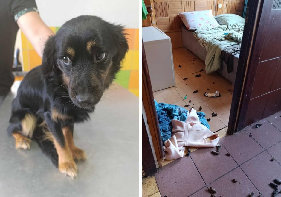 Areszt dla 22-latki z Nakielnicy. W domu zostawiła dwa psy, sama wyjechała na wakacje 1 Dwa psy zamknięte w domu, pozbawione jedzenia. Właścicielka wyjechała na wakacje