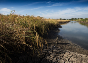 Susza hydrologiczna w Łódzkiem. Pilica w Uniejowie ma zaledwie 11 cm